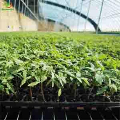 128 Cell Pug Tray Seedling for Lettuce Spinach Kale Basil Petunia Onions Propagation