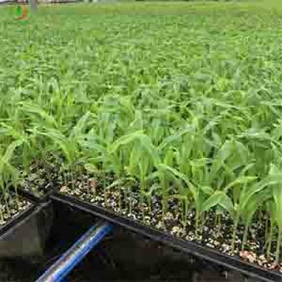 198 200 cell Seedling Trays for Lettuce Spinach Kale Basil Petunia Onions Propagation - 副本