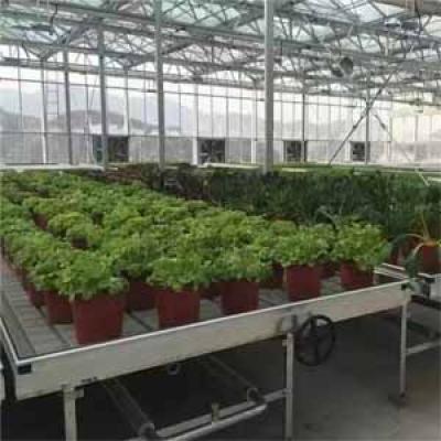 3x4 Flood Tray for Mircrogreens ,Seedling ,Potted Flower Plants Growing