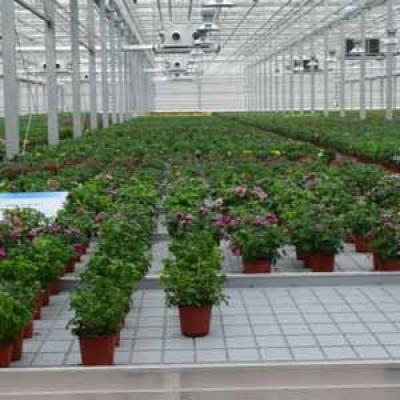 Plastic Flood Tray 4x4 ebb and flow for Lettuce ,Potted Flower Plants Growing ,Hydroponics