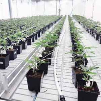 5x5 Flood Tray Hydroponics for Seedling ,Potted Flower Plants Growing