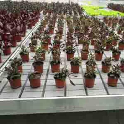 5x5 Flood Tray Hydroponics for Seedling ,Potted Flower Plants Growing